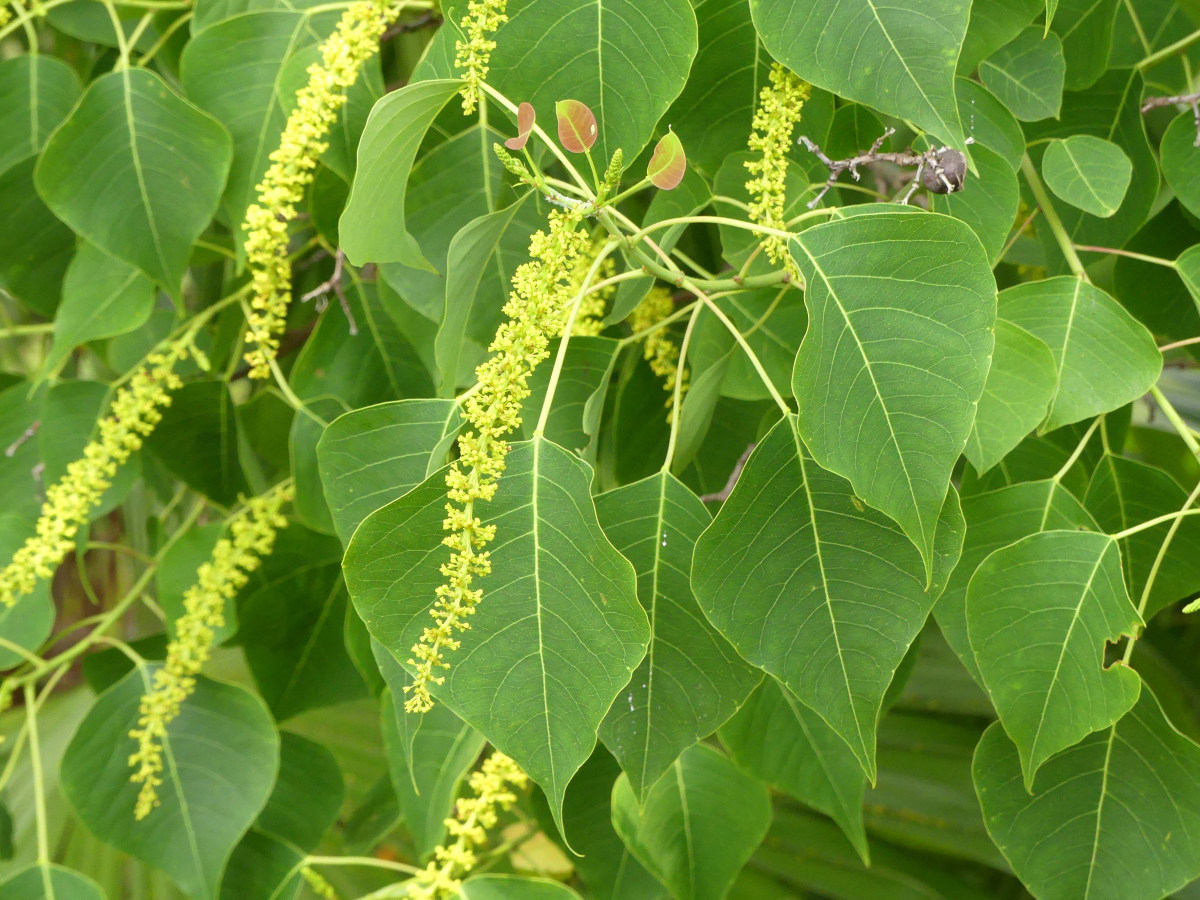 早期予約2025.。ナンキンハゼ。ナンキンハゼの実。素材パーツ。弾け